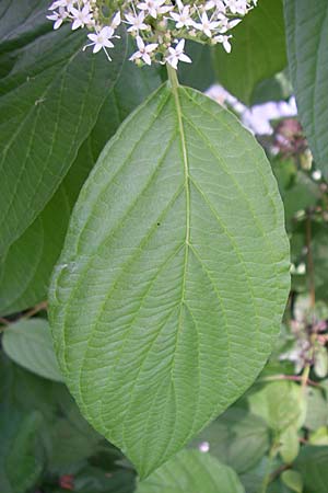 Cornus alba agg. \ Tatarischer Hartriegel / Red-Barked Dogwood, Siberian Dogwood, D Karlsruhe 19.7.2008