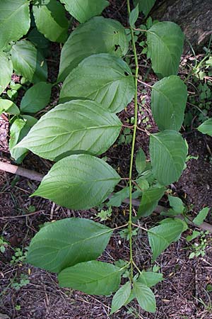 Cornus alba agg. \ Tatarischer Hartriegel / Red-Barked Dogwood, Siberian Dogwood, D Karlsruhe 19.7.2008