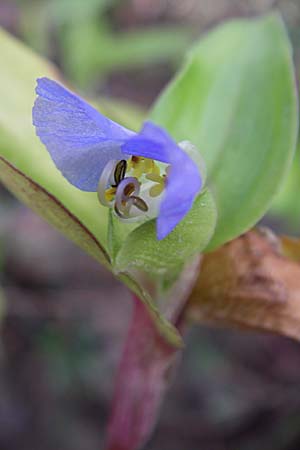 Commelina communis \ Tagblume, Gew�hnliche Kommeline / Spiderwort, D Reilingen 22.7.2008