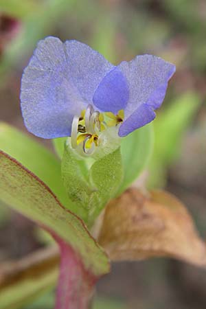Commelina communis \ Tagblume, Gew�hnliche Kommeline / Spiderwort, D Reilingen 22.7.2008