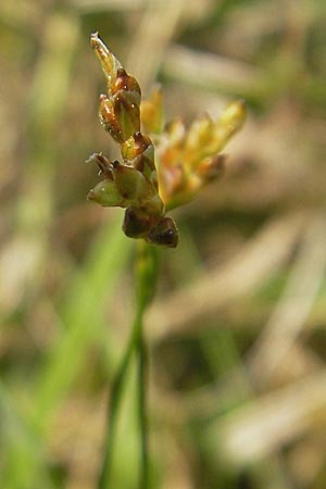 Carex ornithopoda \ Vogelfu-Segge / Bird's Foot Sedge, D Bensheim 2.5.2009