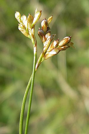 Carex ornithopoda \ Vogelfu-Segge / Bird's Foot Sedge, D Bensheim 2.5.2009