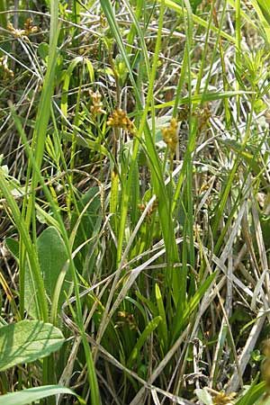 Carex ornithopoda \ Vogelfu-Segge / Bird's Foot Sedge, D Bensheim 2.5.2009