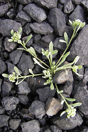 Corrigiola litoralis \ Hirschsprung / Strapwort, D Mannheim 19.6.2009