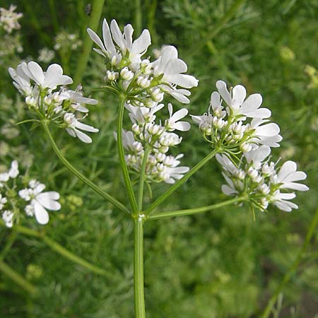 Coriandrum sativum \ Koriander / Coriander Seeds, Cilandro, D Groß-Gerau 20.6.2009