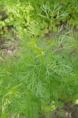 Coriandrum sativum \ Koriander / Coriander Seeds, Cilandro, D Groß-Gerau 20.6.2009