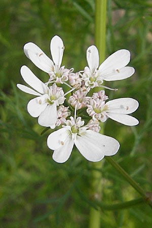 Coriandrum sativum \ Koriander / Coriander Seeds, Cilandro, D Groß-Gerau 20.6.2009