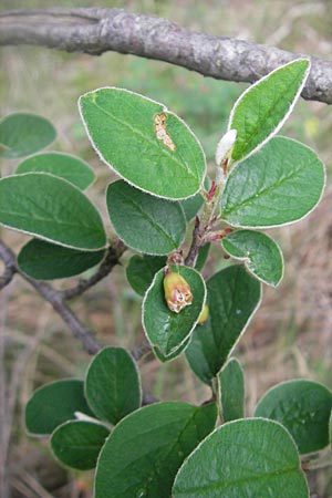 Cotoneaster integerrimus \ Gewhnliche Zwergmispel / Wild Cotoneaster, D Karlstadt 1.5.2010