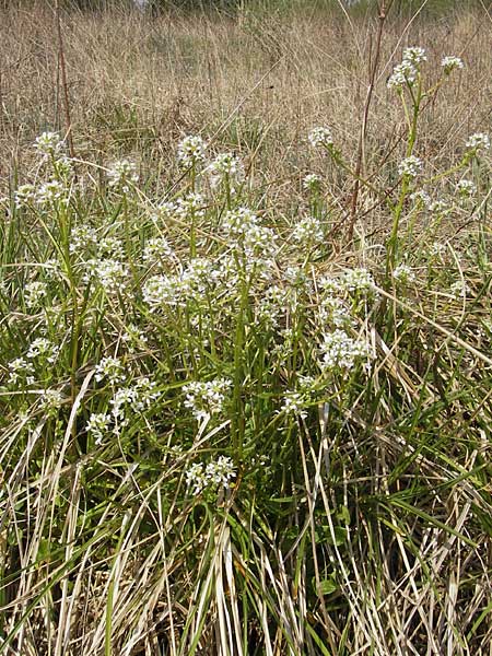 Cochlearia pyrenaica \ Pyrenen-Lffelkraut / Roundfruit Scurvy-Grass, D Krumbach 8.5.2010