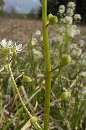 Cochlearia pyrenaica \ Pyrenen-Lffelkraut / Roundfruit Scurvy-Grass, D Krumbach 8.5.2010