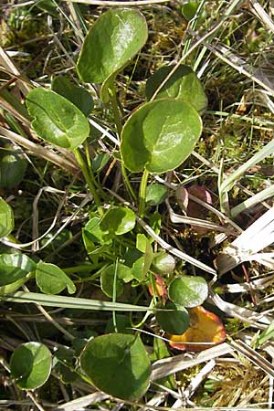 Cochlearia pyrenaica \ Pyrenen-Lffelkraut / Roundfruit Scurvy-Grass, D Krumbach 8.5.2010