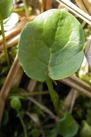 Cochlearia pyrenaica \ Pyrenen-Lffelkraut / Roundfruit Scurvy-Grass, D Krumbach 8.5.2010