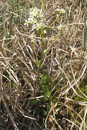 Cochlearia pyrenaica \ Pyrenen-Lffelkraut / Roundfruit Scurvy-Grass, D Krumbach 8.5.2010