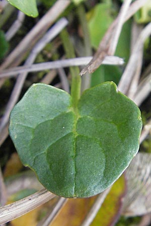 Cochlearia pyrenaica \ Pyrenen-Lffelkraut / Roundfruit Scurvy-Grass, D Krumbach 8.5.2010