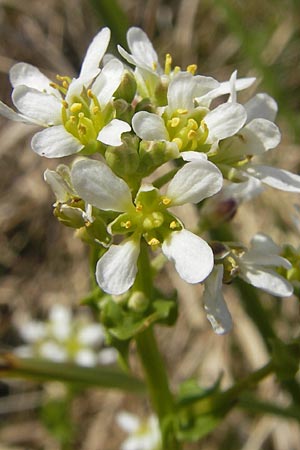 Cochlearia pyrenaica \ Pyrenen-Lffelkraut / Roundfruit Scurvy-Grass, D Krumbach 8.5.2010
