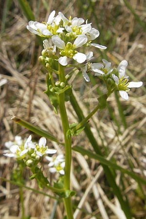 Cochlearia pyrenaica \ Pyrenen-Lffelkraut / Roundfruit Scurvy-Grass, D Krumbach 8.5.2010