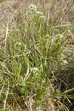 Cochlearia pyrenaica \ Pyrenen-Lffelkraut / Roundfruit Scurvy-Grass, D Krumbach 8.5.2010