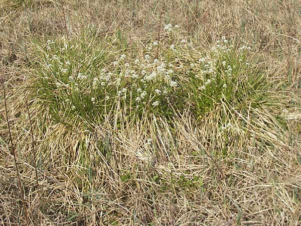 Cochlearia pyrenaica \ Pyrenen-Lffelkraut / Roundfruit Scurvy-Grass, D Krumbach 8.5.2010