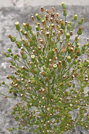 Erigeron sumatrensis \ Sumatra-Katzenschweif, Weies Berufkraut, D Ludwigshafen 11.9.2008