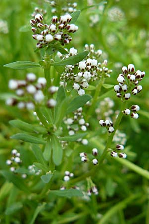 Corrigiola litoralis \ Hirschsprung / Strapwort, D Botan. Gar.  Universit.  Mainz 13.9.2008