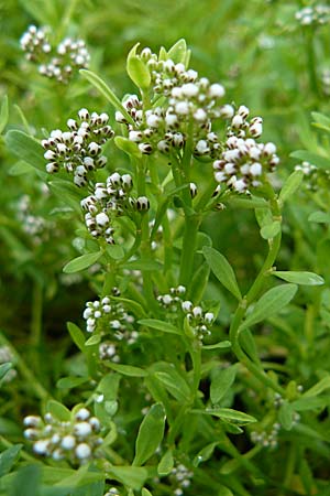 Corrigiola litoralis \ Hirschsprung / Strapwort, D Botan. Gar.  Universit.  Mainz 13.9.2008