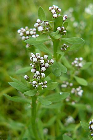 Corrigiola litoralis \ Hirschsprung / Strapwort, D Botan. Gar.  Universit.  Mainz 13.9.2008