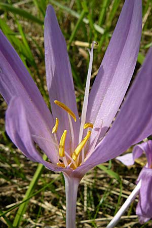 Colchicum autumnale \ Herbst-Zeitlose / Meadow Saffron, Autumn Crocus, D Mannheim 21.9.2008