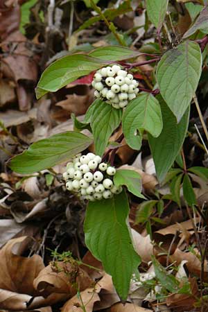 Cornus alba agg. \ Tatarischer Hartriegel / Red-Barked Dogwood, Siberian Dogwood, D Ludwigshafen 18.9.2012