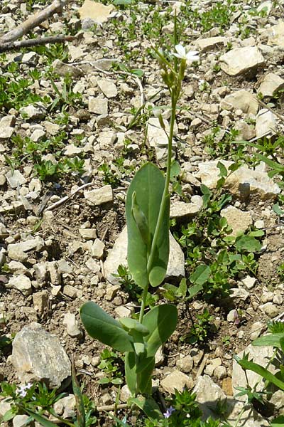 Conringia orientalis \ Orientalischer Ackerkohl, Weier Ackerkohl / Hare's Ear Mustard, D Friedewald 31.5.2014