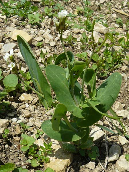 Conringia orientalis \ Orientalischer Ackerkohl, Weier Ackerkohl / Hare's Ear Mustard, D Friedewald 31.5.2014