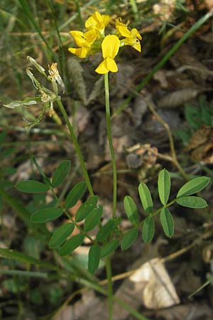 Hippocrepis comosa \ Hufeisenklee / Horseshoe Vetch, D Idar-Oberstein 3.6.2011
