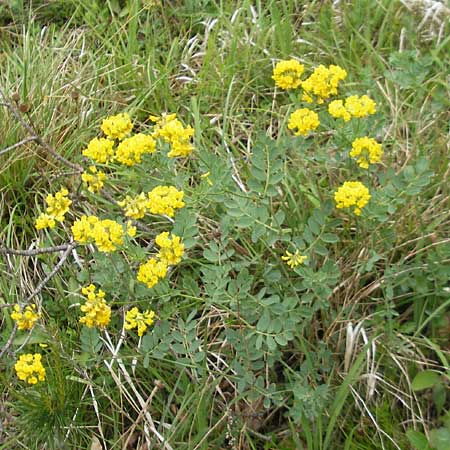 Coronilla coronata \ Berg-Kronwicke / Scorpion Vetch, D Kipfenberg 7.6.2012