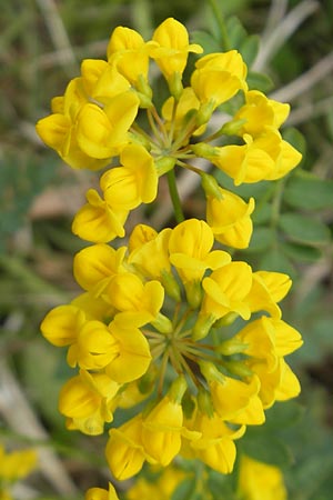 Coronilla coronata \ Berg-Kronwicke / Scorpion Vetch, D Kipfenberg 7.6.2012