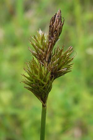 Carex ovalis \ Hasenfu-Segge, Hasenpfoten-Segge / Oval Sedge, D Schwarzwald/Black-Forest, Kaltenbronn 7.7.2012