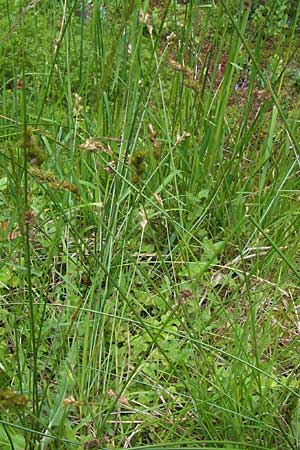 Carex ovalis \ Hasenfu-Segge, Hasenpfoten-Segge / Oval Sedge, D Schwarzwald/Black-Forest, Kaltenbronn 7.7.2012