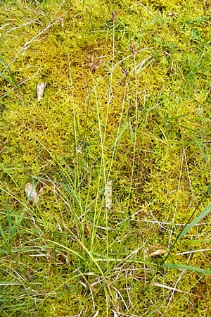 Carex ovalis \ Hasenfu-Segge, Hasenpfoten-Segge / Oval Sedge, D Eberbach 21.7.2012