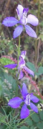 Delphinium ajacis \ Garten-Rittersporn / Larkspur, D Viernheim 10.9.2012