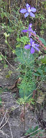 Delphinium ajacis \ Garten-Rittersporn / Larkspur, D Viernheim 10.9.2012
