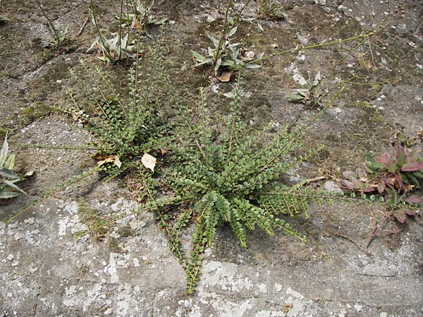 Cotoneaster horizontalis \ Korallenstrauch, Fchermispel / Wall Cotoneaster, D Kelsterbach 15.9.2012