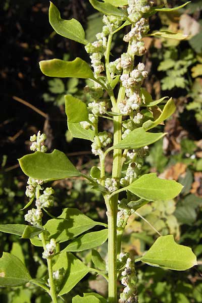 Chenopodium opulifolium \ Schneeballblttriger Gnsefu / Grey Goosefoot, D Mannheim 16.9.2012