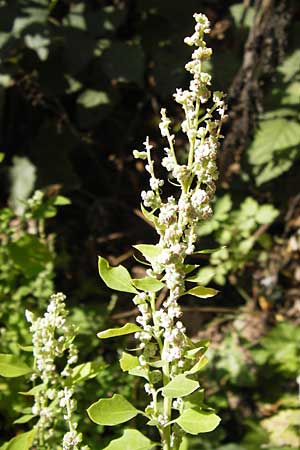 Chenopodium opulifolium \ Schneeballblttriger Gnsefu / Grey Goosefoot, D Mannheim 16.9.2012