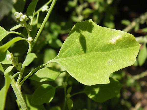 Chenopodium opulifolium \ Schneeballblttriger Gnsefu / Grey Goosefoot, D Mannheim 16.9.2012