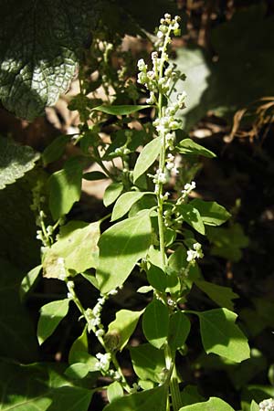 Chenopodium opulifolium \ Schneeballblttriger Gnsefu / Grey Goosefoot, D Mannheim 16.9.2012
