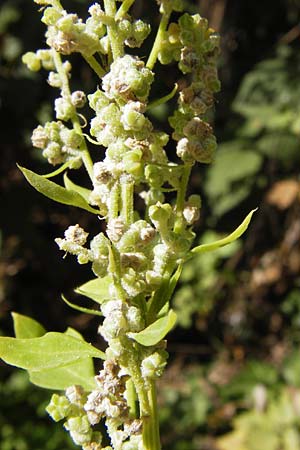 Chenopodium opulifolium \ Schneeballblttriger Gnsefu / Grey Goosefoot, D Mannheim 16.9.2012