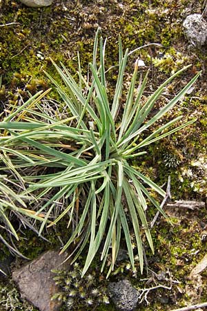 Koeleria glauca \ Blaugrnes Schillergras / Blue Hair Grass, D Mannheim 21.9.2013