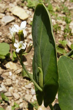 Conringia orientalis \ Orientalischer Ackerkohl, Weier Ackerkohl / Hare's Ear Mustard, D Friedewald 31.5.2014