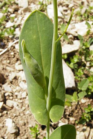 Conringia orientalis \ Orientalischer Ackerkohl, Weier Ackerkohl / Hare's Ear Mustard, D Friedewald 31.5.2014
