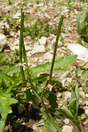 Conringia orientalis \ Orientalischer Ackerkohl, Weier Ackerkohl / Hare's Ear Mustard, D Friedewald 31.5.2014