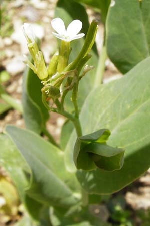 Conringia orientalis \ Orientalischer Ackerkohl, Weier Ackerkohl / Hare's Ear Mustard, D Friedewald 31.5.2014