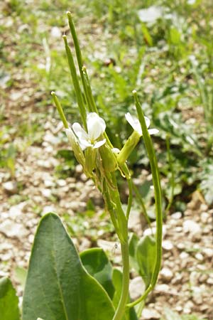 Conringia orientalis \ Orientalischer Ackerkohl, Weier Ackerkohl / Hare's Ear Mustard, D Friedewald 31.5.2014